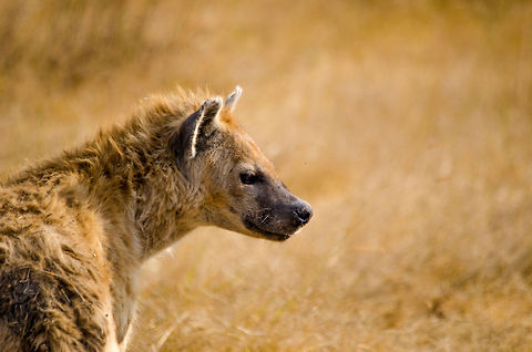 Spotted Hyena head close up in Ngorongoro crater, Tanzania  Africa,Crocuta crocuta,Geotagged,Ngorongoro,Ngorongoro Crater,Serengeti area,Spotted Hyena,Tanzania