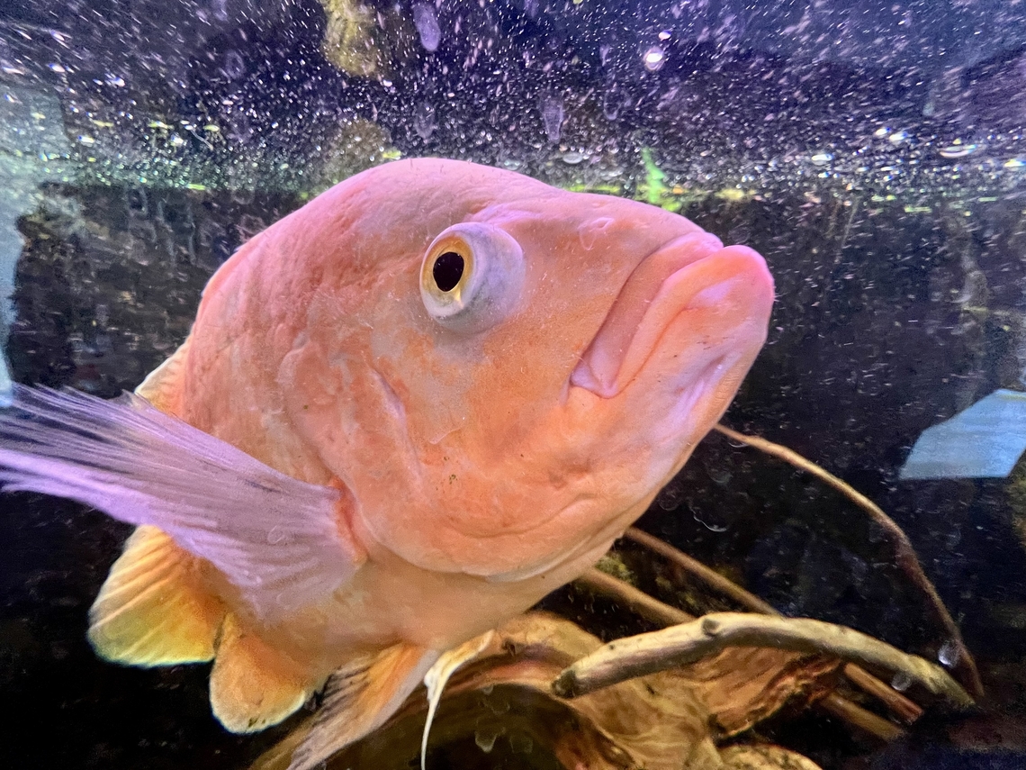 Astronotus ocellatus, Heesch, Netherlands Just a quick smartphone snap at my friends&#039; house where he keeps this species in an aquarium. Astronotus ocellatus,Geotagged,Netherlands,Oscar,Summer