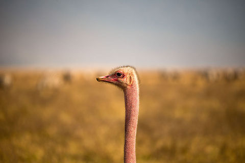 Male Ostrich neck and head closeup - side view, Ngorongoro crater, Tanzania  Africa,Ngorongoro,Ngorongoro Crater,Ostrich,Serengeti area,Struthio camelus,Tanzania