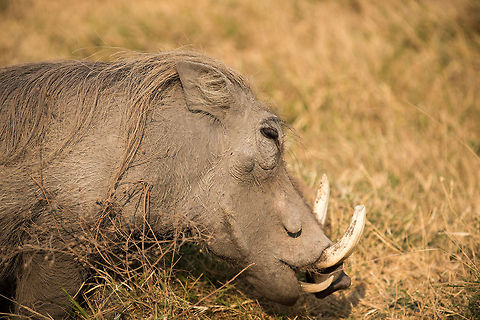 Closeup of a Warthog, Ngorongoro, Tanzania They are very shy, usually we didn't get closer than 50-100m to these animals. In this case we were lucky though, possible a predator chased it into our range. Africa,Ngorongoro,Ngorongoro Crater,Phacochoerus africanus,Serengeti area,Tanzania,Warthog