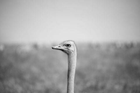 Male Ostrich neck and head closeup - B&W, Ngorongoro crater, Tanzania  Africa,Ngorongoro,Ngorongoro Crater,Ostrich,Serengeti area,Struthio camelus,Tanzania