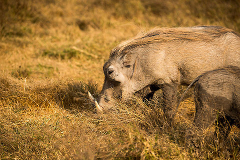 Warthog feeding in Ngorongoro crater, Tanzania  Africa,Ngorongoro,Ngorongoro Crater,Phacochoerus africanus,Serengeti area,Tanzania,Warthog