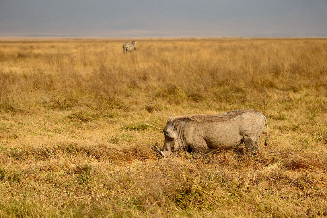 Warthog in typical feeding position This is how Warthogs commonly feed, they bend their front legs backwards and then crouch on their wrists. They even have special pads on their wrists to do so. During the dry season, Warthogs use their superb digging skills to feed on roots. Africa,Ngorongoro,Ngorongoro Crater,Phacochoerus africanus,Serengeti area,Tanzania,Warthog