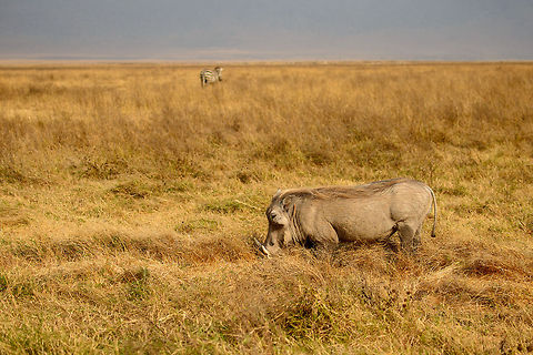 Warthog in typical feeding position This is how Warthogs commonly feed, they bend their front legs backwards and then crouch on their wrists. They even have special pads on their wrists to do so. During the dry season, Warthogs use their superb digging skills to feed on roots. Africa,Ngorongoro,Ngorongoro Crater,Phacochoerus africanus,Serengeti area,Tanzania,Warthog