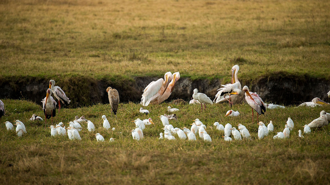Ngorongoro water bird family portrait This scene shows a few of the most commonly found water birds in the lake of the Ngorongoro crater. Included are the Great White Pelican, Cattle Egret and the Yellow-billed Stork.  Africa,Great White Pelican,Ngorongoro,Ngorongoro Crater,Pelecanus onocrotalus,Serengeti area,Tanzania