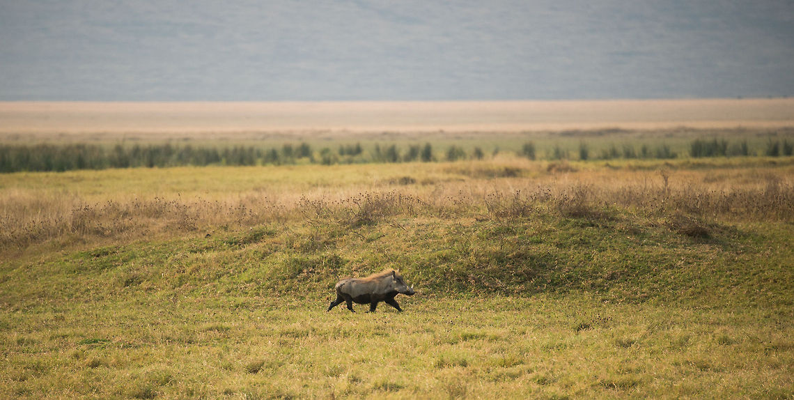 Breaking news: Pumba's bath brutally disturbed Here's the Warthog's primary defense system in action: running. You'll find them doing it a lot, with their typical antenna-like tail pointing upwards.  Africa,Ngorongoro,Ngorongoro Crater,Phacochoerus africanus,Serengeti area,Tanzania,Warthog