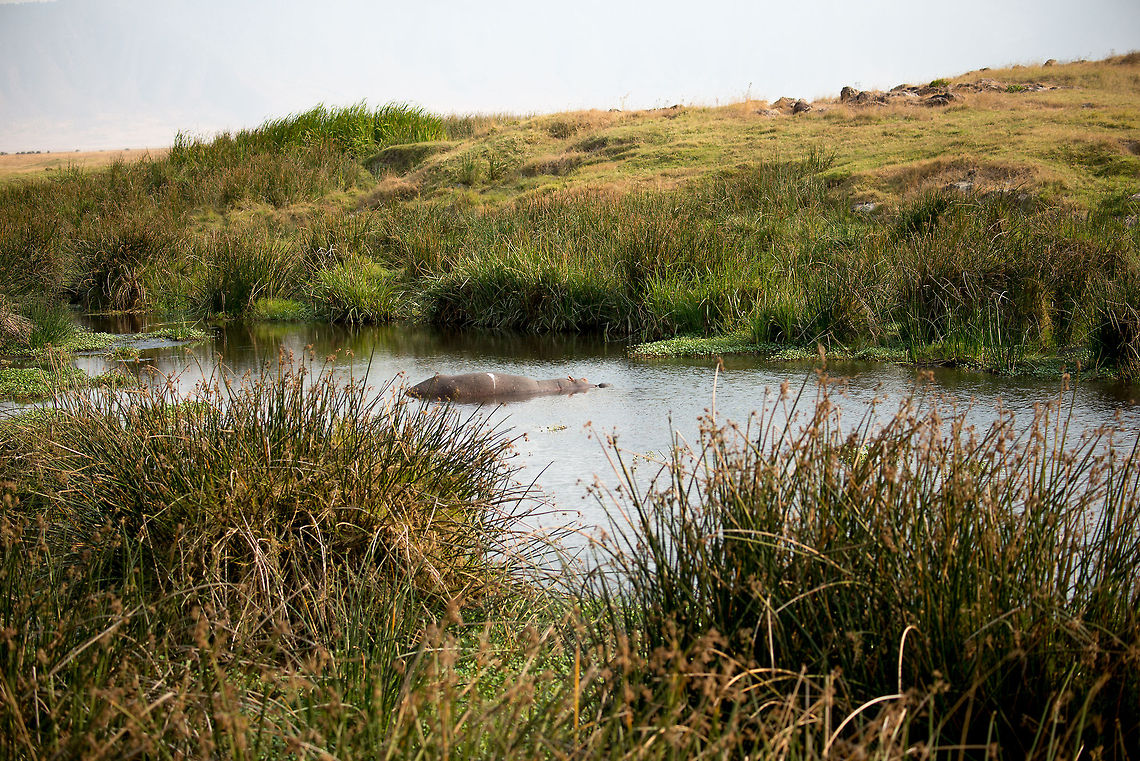 Solitary Hippo sleeping in Ngorongoro crater pool  Africa,Hippopotamus,Hippopotamus amphibius,Ngorongoro,Ngorongoro Crater,Serengeti area,Tanzania