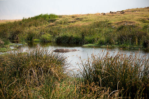 Solitary Hippo sleeping in Ngorongoro crater pool  Africa,Hippopotamus,Hippopotamus amphibius,Ngorongoro,Ngorongoro Crater,Serengeti area,Tanzania
