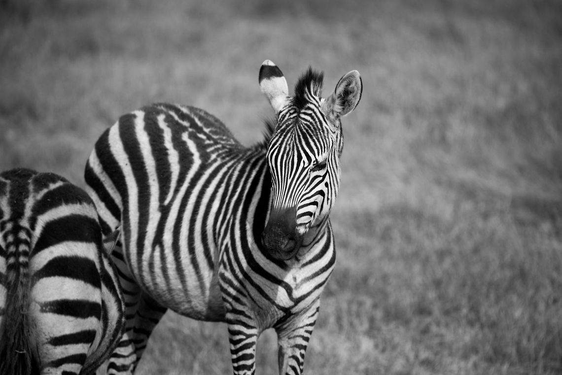 Young Zebra in Ngorongoro crater (B&W), Tanzania  Africa,Equus quagga,Ngorongoro,Ngorongoro Crater,Plains zebra,Serengeti area,Tanzania