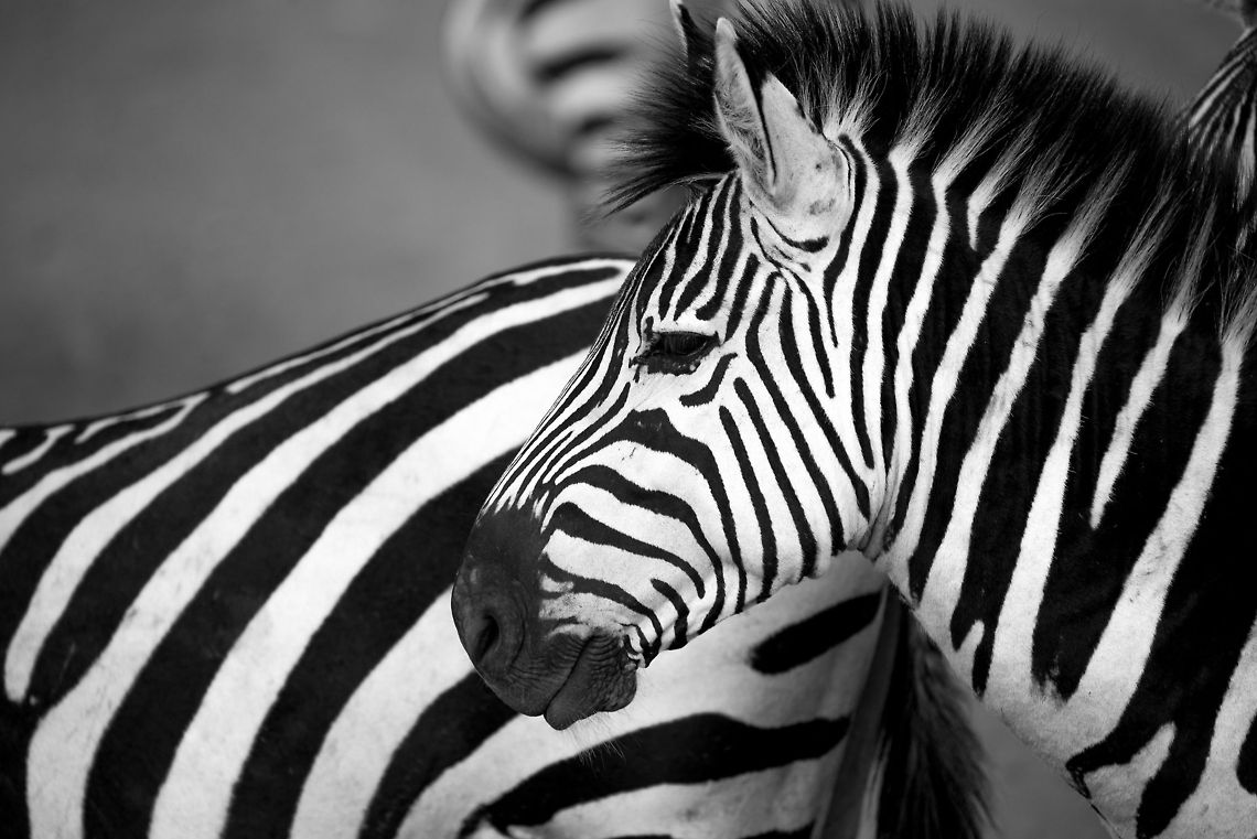 Young male Zebra in Ngorongoro crater (B&W), Tanzania  Africa,Equus quagga,Ngorongoro,Ngorongoro Crater,Plains zebra,Serengeti area,Tanzania