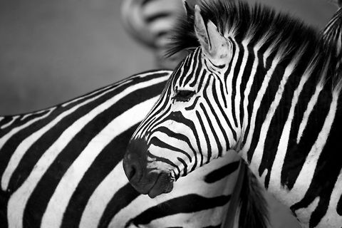 Young male Zebra in Ngorongoro crater (B&W), Tanzania  Africa,Equus quagga,Ngorongoro,Ngorongoro Crater,Plains zebra,Serengeti area,Tanzania