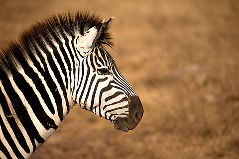 Young male Zebra in Ngorongoro crater, Tanzania  Africa,Equus quagga,Ngorongoro,Ngorongoro Crater,Plains zebra,Serengeti area,Tanzania