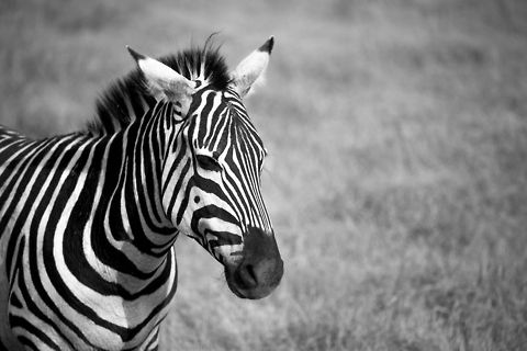 Young Zebra closeup in Ngorongoro crater (B&W), Tanzania  Africa,Equus quagga,Ngorongoro,Ngorongoro Crater,Plains zebra,Serengeti area,Tanzania