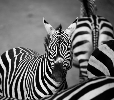 Young Zebra closeup in Ngorongoro crater (B&W), Tanzania  Africa,Equus quagga,Ngorongoro,Ngorongoro Crater,Plains zebra,Serengeti area,Tanzania