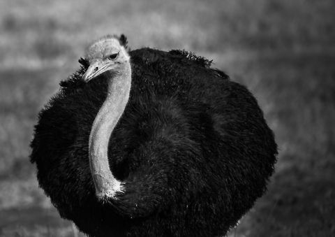 Male Ostrich closeup (B&W), Ngorongoro crater, Tanzania  Africa,Ngorongoro,Ngorongoro Crater,Ostrich,Serengeti area,Struthio camelus,Tanzania