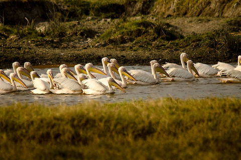 Great White Pelicans gathering in Ngorongoro crater lake, Tanzania  Africa,Geotagged,Great White Pelican,Ngorongoro,Ngorongoro Crater,Pelecanus onocrotalus,Serengeti area,Tanzania
