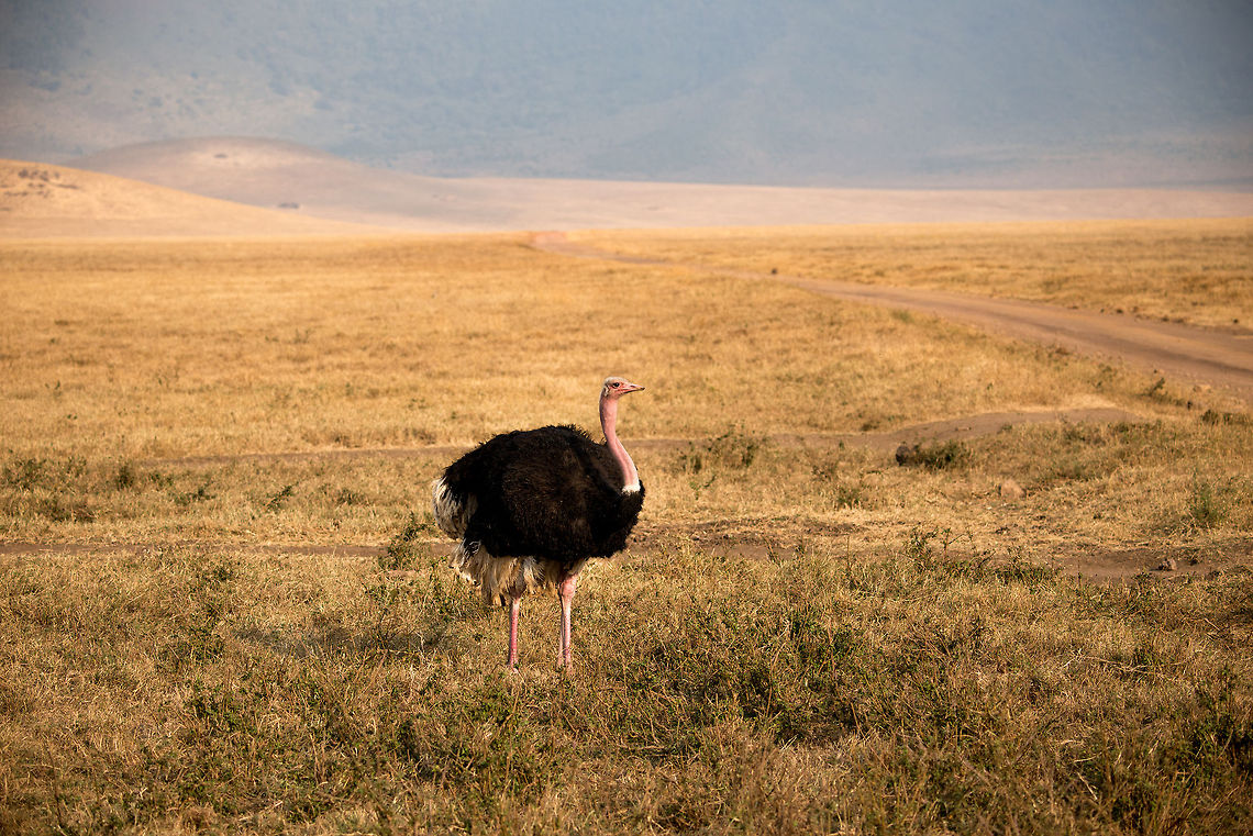 Male Ostrich in Ngorongoro crater habitat Ostriches spend their lives looking down to feed, and looking up for danger and mating partners. That about sums it up. Africa,Ngorongoro,Ngorongoro Crater,Ostrich,Serengeti area,Struthio camelus,Tanzania