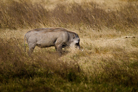 Warthog back hair, Ngorongoro crater, Tanzania  Africa,Ngorongoro,Ngorongoro Crater,Phacochoerus africanus,Serengeti area,Tanzania,Warthog
