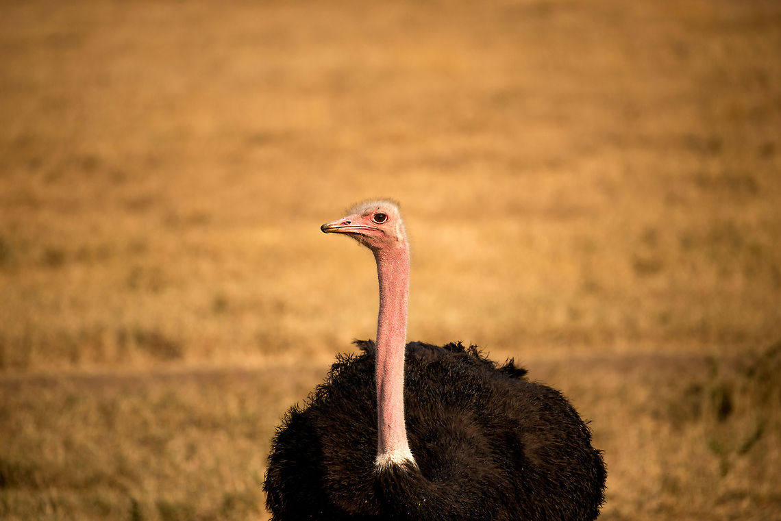 Male Ostrich in Ngorongoro crater, closeup  Africa,Ngorongoro,Ngorongoro Crater,Ostrich,Serengeti area,Struthio camelus,Tanzania