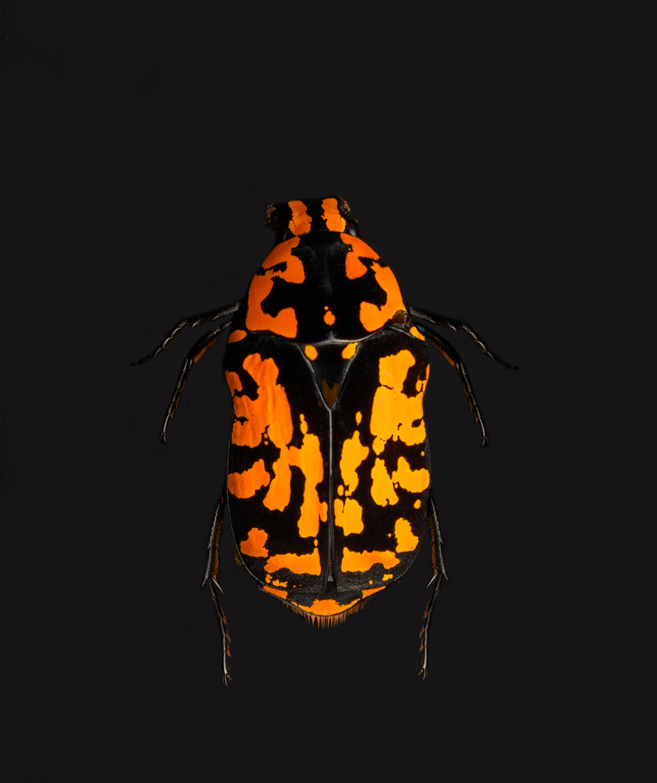 Euchroea vadoni, Heesch, Netherlands Specimen at 2.5cm. From the incredible Euchroea genus of scarab beetles, all of which are endemic to Madagascar.<br />
<figure class="photo"><a href="https://www.jungledragon.com/image/138600/euchroea_vadoni_-_side_view_heesch_netherlands.html" title="Euchroea vadoni - side view, Heesch, Netherlands"><img src="https://s3.amazonaws.com/media.jungledragon.com/images/2/138600_thumb.jpg?AWSAccessKeyId=05GMT0V3GWVNE7GGM1R2&Expires=1767225610&Signature=MRr8tnIZkXhsax7wS3ajmPcHbmc%3D" width="200" height="134" alt="Euchroea vadoni - side view, Heesch, Netherlands Specimen at 2.5cm. From the incredible Euchroea genus of scarab beetles, all of which are endemic to Madagascar.<br />
https://www.jungledragon.com/image/138599/euchroea_vadoni_heesch_netherlands.html<br />
https://www.jungledragon.com/image/138601/euchroea_vadoni_-_diagonal_view_heesch_netherlands.html<br />
https://www.jungledragon.com/image/138602/euchroea_vadoni_-_stack_heesch_netherlands.html<br />
https://www.jungledragon.com/image/138603/euchroea_vadoni_-_stack_frontal_heesch_netherlands.html<br />
https://www.jungledragon.com/image/138604/euchroea_vadoni_-_stack_head_heesch_netherlands.html<br />
 Euchroea vadoni,Europe,Heesch,Netherlands,Specimen,World,the Netherlands" /></a></figure><br />
<figure class="photo"><a href="https://www.jungledragon.com/image/138601/euchroea_vadoni_-_diagonal_view_heesch_netherlands.html" title="Euchroea vadoni - diagonal view, Heesch, Netherlands"><img src="https://s3.amazonaws.com/media.jungledragon.com/images/2/138601_thumb.jpg?AWSAccessKeyId=05GMT0V3GWVNE7GGM1R2&Expires=1767225610&Signature=6OXaQbGIrCcOf8yW08ZiKjAhGjs%3D" width="200" height="134" alt="Euchroea vadoni - diagonal view, Heesch, Netherlands Specimen at 2.5cm. From the incredible Euchroea genus of scarab beetles, all of which are endemic to Madagascar.<br />
https://www.jungledragon.com/image/138599/euchroea_vadoni_heesch_netherlands.html<br />
https://www.jungledragon.com/image/138600/euchroea_vadoni_-_side_view_heesch_netherlands.html<br />
https://www.jungledragon.com/image/138602/euchroea_vadoni_-_stack_heesch_netherlands.html<br />
https://www.jungledragon.com/image/138603/euchroea_vadoni_-_stack_frontal_heesch_netherlands.html<br />
https://www.jungledragon.com/image/138604/euchroea_vadoni_-_stack_head_heesch_netherlands.html<br />
 Euchroea vadoni,Europe,Heesch,Netherlands,Specimen,World,the Netherlands" /></a></figure><br />
<figure class="photo"><a href="https://www.jungledragon.com/image/138602/euchroea_vadoni_-_stack_heesch_netherlands.html" title="Euchroea vadoni - stack, Heesch, Netherlands"><img src="https://s3.amazonaws.com/media.jungledragon.com/images/2/138602_thumb.jpg?AWSAccessKeyId=05GMT0V3GWVNE7GGM1R2&Expires=1767225610&Signature=k8%2FyFaBkPayilBpGy8k3OUiM5RU%3D" width="200" height="134" alt="Euchroea vadoni - stack, Heesch, Netherlands Specimen at 2.5cm. From the incredible Euchroea genus of scarab beetles, all of which are endemic to Madagascar.<br />
https://www.jungledragon.com/image/138599/euchroea_vadoni_heesch_netherlands.html<br />
https://www.jungledragon.com/image/138600/euchroea_vadoni_-_side_view_heesch_netherlands.html<br />
https://www.jungledragon.com/image/138601/euchroea_vadoni_-_diagonal_view_heesch_netherlands.html<br />
https://www.jungledragon.com/image/138603/euchroea_vadoni_-_stack_frontal_heesch_netherlands.html<br />
https://www.jungledragon.com/image/138604/euchroea_vadoni_-_stack_head_heesch_netherlands.html<br />
 Euchroea vadoni,Extreme Macro" /></a></figure><br />
<figure class="photo"><a href="https://www.jungledragon.com/image/138603/euchroea_vadoni_-_stack_frontal_heesch_netherlands.html" title="Euchroea vadoni - stack frontal, Heesch, Netherlands"><img src="https://s3.amazonaws.com/media.jungledragon.com/images/2/138603_thumb.jpg?AWSAccessKeyId=05GMT0V3GWVNE7GGM1R2&Expires=1767225610&Signature=AflZ0KiJYXXiSYaXBAwYFI%2FrNeY%3D" width="126" height="152" alt="Euchroea vadoni - stack frontal, Heesch, Netherlands Specimen at 2.5cm. From the incredible Euchroea genus of scarab beetles, all of which are endemic to Madagascar.<br />
https://www.jungledragon.com/image/138599/euchroea_vadoni_heesch_netherlands.html<br />
https://www.jungledragon.com/image/138600/euchroea_vadoni_-_side_view_heesch_netherlands.html<br />
https://www.jungledragon.com/image/138601/euchroea_vadoni_-_diagonal_view_heesch_netherlands.html<br />
https://www.jungledragon.com/image/138602/euchroea_vadoni_-_stack_heesch_netherlands.html<br />
https://www.jungledragon.com/image/138604/euchroea_vadoni_-_stack_head_heesch_netherlands.html<br />
 Euchroea vadoni,Extreme Macro,Extreme Macro Portraits" /></a></figure><br />
<figure class="photo"><a href="https://www.jungledragon.com/image/138604/euchroea_vadoni_-_stack_head_heesch_netherlands.html" title="Euchroea vadoni - stack head, Heesch, Netherlands"><img src="https://s3.amazonaws.com/media.jungledragon.com/images/2/138604_thumb.jpg?AWSAccessKeyId=05GMT0V3GWVNE7GGM1R2&Expires=1767225610&Signature=%2FdTVBOK%2BnCLF3LqJzmBnIMoRKwE%3D" width="200" height="134" alt="Euchroea vadoni - stack head, Heesch, Netherlands Specimen at 2.5cm. From the incredible Euchroea genus of scarab beetles, all of which are endemic to Madagascar.<br />
https://www.jungledragon.com/image/138599/euchroea_vadoni_heesch_netherlands.html<br />
https://www.jungledragon.com/image/138600/euchroea_vadoni_-_side_view_heesch_netherlands.html<br />
https://www.jungledragon.com/image/138601/euchroea_vadoni_-_diagonal_view_heesch_netherlands.html<br />
https://www.jungledragon.com/image/138602/euchroea_vadoni_-_stack_heesch_netherlands.html<br />
https://www.jungledragon.com/image/138603/euchroea_vadoni_-_stack_frontal_heesch_netherlands.html<br />
 Euchroea vadoni,Extreme Macro" /></a></figure><br />
 Euchroea vadoni,Europe,Heesch,Netherlands,Specimen,World,the Netherlands