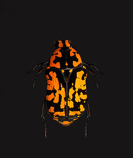 Euchroea vadoni, Heesch, Netherlands Specimen at 2.5cm. From the incredible Euchroea genus of scarab beetles, all of which are endemic to Madagascar.
https://www.jungledragon.com/image/138600/euchroea_vadoni_-_side_view_heesch_netherlands.html
https://www.jungledragon.com/image/138601/euchroea_vadoni_-_diagonal_view_heesch_netherlands.html
https://www.jungledragon.com/image/138602/euchroea_vadoni_-_stack_heesch_netherlands.html
https://www.jungledragon.com/image/138603/euchroea_vadoni_-_stack_frontal_heesch_netherlands.html
https://www.jungledragon.com/image/138604/euchroea_vadoni_-_stack_head_heesch_netherlands.html
 Euchroea vadoni,Europe,Heesch,Netherlands,Specimen,World,the Netherlands