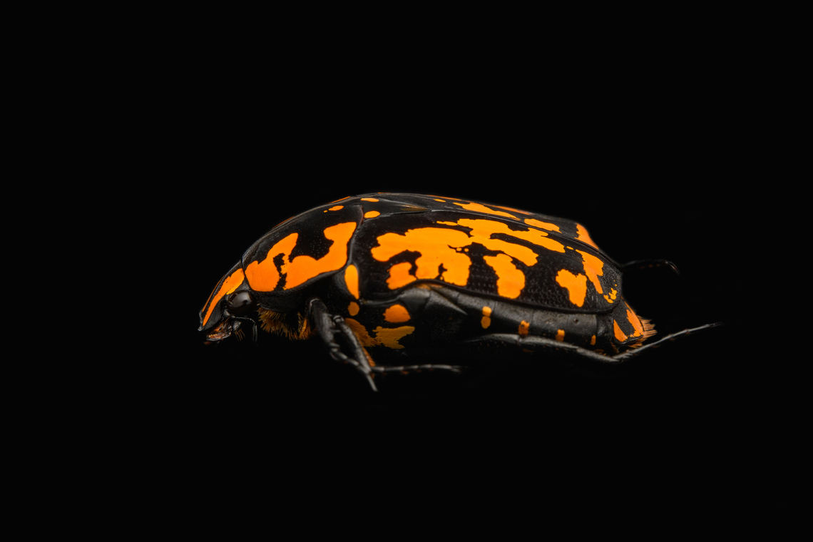 Euchroea vadoni - side view, Heesch, Netherlands Specimen at 2.5cm. From the incredible Euchroea genus of scarab beetles, all of which are endemic to Madagascar.<br />
<figure class="photo"><a href="https://www.jungledragon.com/image/138599/euchroea_vadoni_heesch_netherlands.html" title="Euchroea vadoni, Heesch, Netherlands"><img src="https://s3.amazonaws.com/media.jungledragon.com/images/2/138599_thumb.jpg?AWSAccessKeyId=05GMT0V3GWVNE7GGM1R2&Expires=1759968010&Signature=Kq%2FX1%2F0eHX45zK5TKSrEOcWfing%3D" width="128" height="152" alt="Euchroea vadoni, Heesch, Netherlands Specimen at 2.5cm. From the incredible Euchroea genus of scarab beetles, all of which are endemic to Madagascar.<br />
https://www.jungledragon.com/image/138600/euchroea_vadoni_-_side_view_heesch_netherlands.html<br />
https://www.jungledragon.com/image/138601/euchroea_vadoni_-_diagonal_view_heesch_netherlands.html<br />
https://www.jungledragon.com/image/138602/euchroea_vadoni_-_stack_heesch_netherlands.html<br />
https://www.jungledragon.com/image/138603/euchroea_vadoni_-_stack_frontal_heesch_netherlands.html<br />
https://www.jungledragon.com/image/138604/euchroea_vadoni_-_stack_head_heesch_netherlands.html<br />
 Euchroea vadoni,Europe,Heesch,Netherlands,Specimen,World,the Netherlands" /></a></figure><br />
<figure class="photo"><a href="https://www.jungledragon.com/image/138601/euchroea_vadoni_-_diagonal_view_heesch_netherlands.html" title="Euchroea vadoni - diagonal view, Heesch, Netherlands"><img src="https://s3.amazonaws.com/media.jungledragon.com/images/2/138601_thumb.jpg?AWSAccessKeyId=05GMT0V3GWVNE7GGM1R2&Expires=1759968010&Signature=uRcVzk5zj7aZ3%2FR4gjq%2BZ002YuQ%3D" width="200" height="134" alt="Euchroea vadoni - diagonal view, Heesch, Netherlands Specimen at 2.5cm. From the incredible Euchroea genus of scarab beetles, all of which are endemic to Madagascar.<br />
https://www.jungledragon.com/image/138599/euchroea_vadoni_heesch_netherlands.html<br />
https://www.jungledragon.com/image/138600/euchroea_vadoni_-_side_view_heesch_netherlands.html<br />
https://www.jungledragon.com/image/138602/euchroea_vadoni_-_stack_heesch_netherlands.html<br />
https://www.jungledragon.com/image/138603/euchroea_vadoni_-_stack_frontal_heesch_netherlands.html<br />
https://www.jungledragon.com/image/138604/euchroea_vadoni_-_stack_head_heesch_netherlands.html<br />
 Euchroea vadoni,Europe,Heesch,Netherlands,Specimen,World,the Netherlands" /></a></figure><br />
<figure class="photo"><a href="https://www.jungledragon.com/image/138602/euchroea_vadoni_-_stack_heesch_netherlands.html" title="Euchroea vadoni - stack, Heesch, Netherlands"><img src="https://s3.amazonaws.com/media.jungledragon.com/images/2/138602_thumb.jpg?AWSAccessKeyId=05GMT0V3GWVNE7GGM1R2&Expires=1759968010&Signature=uPNhjruy2iaUlengA8CH3LcPaXg%3D" width="200" height="134" alt="Euchroea vadoni - stack, Heesch, Netherlands Specimen at 2.5cm. From the incredible Euchroea genus of scarab beetles, all of which are endemic to Madagascar.<br />
https://www.jungledragon.com/image/138599/euchroea_vadoni_heesch_netherlands.html<br />
https://www.jungledragon.com/image/138600/euchroea_vadoni_-_side_view_heesch_netherlands.html<br />
https://www.jungledragon.com/image/138601/euchroea_vadoni_-_diagonal_view_heesch_netherlands.html<br />
https://www.jungledragon.com/image/138603/euchroea_vadoni_-_stack_frontal_heesch_netherlands.html<br />
https://www.jungledragon.com/image/138604/euchroea_vadoni_-_stack_head_heesch_netherlands.html<br />
 Euchroea vadoni,Extreme Macro" /></a></figure><br />
<figure class="photo"><a href="https://www.jungledragon.com/image/138603/euchroea_vadoni_-_stack_frontal_heesch_netherlands.html" title="Euchroea vadoni - stack frontal, Heesch, Netherlands"><img src="https://s3.amazonaws.com/media.jungledragon.com/images/2/138603_thumb.jpg?AWSAccessKeyId=05GMT0V3GWVNE7GGM1R2&Expires=1759968010&Signature=Y5Fg3dN5ss%2FvuBtITJPKBXChGts%3D" width="126" height="152" alt="Euchroea vadoni - stack frontal, Heesch, Netherlands Specimen at 2.5cm. From the incredible Euchroea genus of scarab beetles, all of which are endemic to Madagascar.<br />
https://www.jungledragon.com/image/138599/euchroea_vadoni_heesch_netherlands.html<br />
https://www.jungledragon.com/image/138600/euchroea_vadoni_-_side_view_heesch_netherlands.html<br />
https://www.jungledragon.com/image/138601/euchroea_vadoni_-_diagonal_view_heesch_netherlands.html<br />
https://www.jungledragon.com/image/138602/euchroea_vadoni_-_stack_heesch_netherlands.html<br />
https://www.jungledragon.com/image/138604/euchroea_vadoni_-_stack_head_heesch_netherlands.html<br />
 Euchroea vadoni,Extreme Macro,Extreme Macro Portraits" /></a></figure><br />
<figure class="photo"><a href="https://www.jungledragon.com/image/138604/euchroea_vadoni_-_stack_head_heesch_netherlands.html" title="Euchroea vadoni - stack head, Heesch, Netherlands"><img src="https://s3.amazonaws.com/media.jungledragon.com/images/2/138604_thumb.jpg?AWSAccessKeyId=05GMT0V3GWVNE7GGM1R2&Expires=1759968010&Signature=83i3y0QZrCMyc6F%2Fo2QCODSe%2BFw%3D" width="200" height="134" alt="Euchroea vadoni - stack head, Heesch, Netherlands Specimen at 2.5cm. From the incredible Euchroea genus of scarab beetles, all of which are endemic to Madagascar.<br />
https://www.jungledragon.com/image/138599/euchroea_vadoni_heesch_netherlands.html<br />
https://www.jungledragon.com/image/138600/euchroea_vadoni_-_side_view_heesch_netherlands.html<br />
https://www.jungledragon.com/image/138601/euchroea_vadoni_-_diagonal_view_heesch_netherlands.html<br />
https://www.jungledragon.com/image/138602/euchroea_vadoni_-_stack_heesch_netherlands.html<br />
https://www.jungledragon.com/image/138603/euchroea_vadoni_-_stack_frontal_heesch_netherlands.html<br />
 Euchroea vadoni,Extreme Macro" /></a></figure><br />
 Euchroea vadoni,Europe,Heesch,Netherlands,Specimen,World,the Netherlands