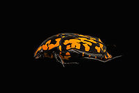 Euchroea vadoni - side view, Heesch, Netherlands Specimen at 2.5cm. From the incredible Euchroea genus of scarab beetles, all of which are endemic to Madagascar.<br />
https://www.jungledragon.com/image/138599/euchroea_vadoni_heesch_netherlands.html<br />
https://www.jungledragon.com/image/138601/euchroea_vadoni_-_diagonal_view_heesch_netherlands.html<br />
https://www.jungledragon.com/image/138602/euchroea_vadoni_-_stack_heesch_netherlands.html<br />
https://www.jungledragon.com/image/138603/euchroea_vadoni_-_stack_frontal_heesch_netherlands.html<br />
https://www.jungledragon.com/image/138604/euchroea_vadoni_-_stack_head_heesch_netherlands.html<br />
 Euchroea vadoni,Europe,Heesch,Netherlands,Specimen,World,the Netherlands