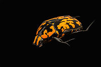 Euchroea vadoni - diagonal view, Heesch, Netherlands Specimen at 2.5cm. From the incredible Euchroea genus of scarab beetles, all of which are endemic to Madagascar.<br />
https://www.jungledragon.com/image/138599/euchroea_vadoni_heesch_netherlands.html<br />
https://www.jungledragon.com/image/138600/euchroea_vadoni_-_side_view_heesch_netherlands.html<br />
https://www.jungledragon.com/image/138602/euchroea_vadoni_-_stack_heesch_netherlands.html<br />
https://www.jungledragon.com/image/138603/euchroea_vadoni_-_stack_frontal_heesch_netherlands.html<br />
https://www.jungledragon.com/image/138604/euchroea_vadoni_-_stack_head_heesch_netherlands.html<br />
 Euchroea vadoni,Europe,Heesch,Netherlands,Specimen,World,the Netherlands