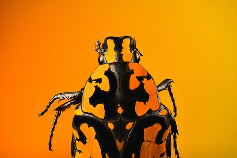 Euchroea vadoni - stack, Heesch, Netherlands Specimen at 2.5cm. From the incredible Euchroea genus of scarab beetles, all of which are endemic to Madagascar.
https://www.jungledragon.com/image/138599/euchroea_vadoni_heesch_netherlands.html
https://www.jungledragon.com/image/138600/euchroea_vadoni_-_side_view_heesch_netherlands.html
https://www.jungledragon.com/image/138601/euchroea_vadoni_-_diagonal_view_heesch_netherlands.html
https://www.jungledragon.com/image/138603/euchroea_vadoni_-_stack_frontal_heesch_netherlands.html
https://www.jungledragon.com/image/138604/euchroea_vadoni_-_stack_head_heesch_netherlands.html
 Euchroea vadoni,Extreme Macro