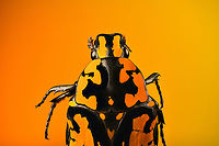 Euchroea vadoni - stack, Heesch, Netherlands Specimen at 2.5cm. From the incredible Euchroea genus of scarab beetles, all of which are endemic to Madagascar.<br />
https://www.jungledragon.com/image/138599/euchroea_vadoni_heesch_netherlands.html<br />
https://www.jungledragon.com/image/138600/euchroea_vadoni_-_side_view_heesch_netherlands.html<br />
https://www.jungledragon.com/image/138601/euchroea_vadoni_-_diagonal_view_heesch_netherlands.html<br />
https://www.jungledragon.com/image/138603/euchroea_vadoni_-_stack_frontal_heesch_netherlands.html<br />
https://www.jungledragon.com/image/138604/euchroea_vadoni_-_stack_head_heesch_netherlands.html<br />
 Euchroea vadoni,Extreme Macro