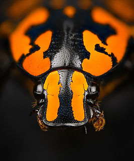 Euchroea vadoni - stack frontal, Heesch, Netherlands Specimen at 2.5cm. From the incredible Euchroea genus of scarab beetles, all of which are endemic to Madagascar.
https://www.jungledragon.com/image/138599/euchroea_vadoni_heesch_netherlands.html
https://www.jungledragon.com/image/138600/euchroea_vadoni_-_side_view_heesch_netherlands.html
https://www.jungledragon.com/image/138601/euchroea_vadoni_-_diagonal_view_heesch_netherlands.html
https://www.jungledragon.com/image/138602/euchroea_vadoni_-_stack_heesch_netherlands.html
https://www.jungledragon.com/image/138604/euchroea_vadoni_-_stack_head_heesch_netherlands.html
 Euchroea vadoni,Extreme Macro,Extreme Macro Portraits