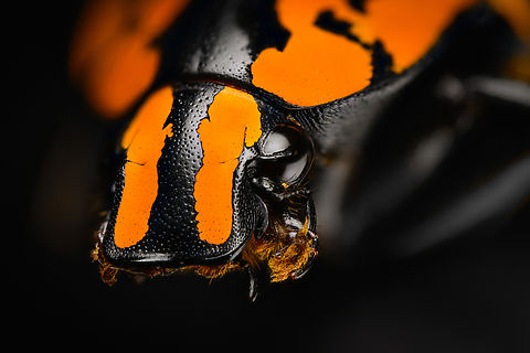 Euchroea vadoni - stack head, Heesch, Netherlands Specimen at 2.5cm. From the incredible Euchroea genus of scarab beetles, all of which are endemic to Madagascar.
https://www.jungledragon.com/image/138599/euchroea_vadoni_heesch_netherlands.html
https://www.jungledragon.com/image/138600/euchroea_vadoni_-_side_view_heesch_netherlands.html
https://www.jungledragon.com/image/138601/euchroea_vadoni_-_diagonal_view_heesch_netherlands.html
https://www.jungledragon.com/image/138602/euchroea_vadoni_-_stack_heesch_netherlands.html
https://www.jungledragon.com/image/138603/euchroea_vadoni_-_stack_frontal_heesch_netherlands.html
 Euchroea vadoni,Extreme Macro