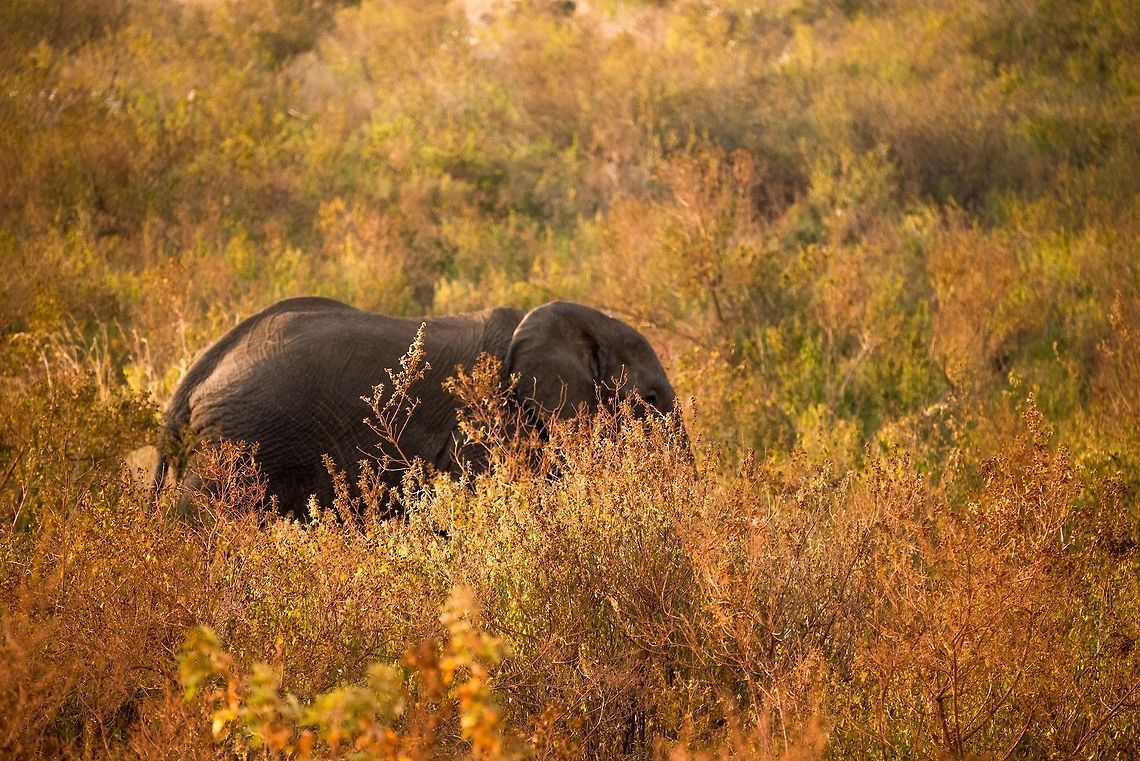 African Bush Elephant at Ngorongoro crater edge Our last spotting before exiting the Ngorongoro crater. This is the crater edge where there is significant human settlement. Elephants are one of few land animals to exit the crater at all. Africa,African bush elephant,Loxodonta africana,Ngorongoro,Ngorongoro Crater,Serengeti area,Tanzania