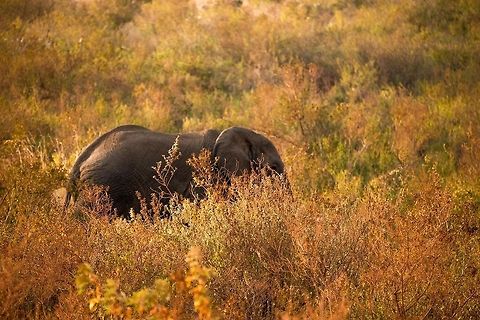 African Bush Elephant at Ngorongoro crater edge Our last spotting before exiting the Ngorongoro crater. This is the crater edge where there is significant human settlement. Elephants are one of few land animals to exit the crater at all. Africa,African bush elephant,Loxodonta africana,Ngorongoro,Ngorongoro Crater,Serengeti area,Tanzania