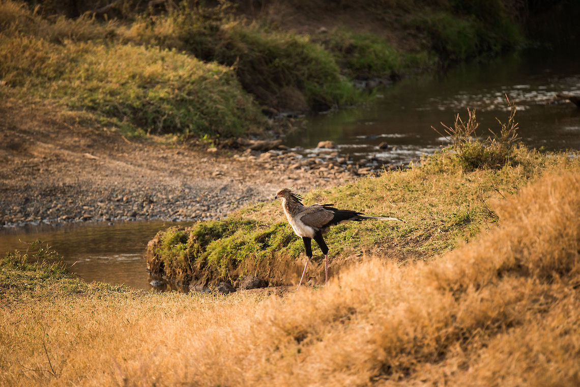 Secretary "Terror" bird in Ngorongoro crater, Tanzania When I first saw a Secretary Bird in a local zoo, I just thought it was an unusual looking bird. It turns out there is much more to it than its beauty. It&#039;s quite a terror bird as well. This large bird feeds on insects, lizards, snakes and small mammals. The are even reports of these birds killing young gazelles, chasing them by foot! <br />
<br />
And it gets weirder. Secretary birds are known to hide at the edge of a fire, killing anything that comes out of the area trying to escape the fire. Their killing methods aren&#039;t very subtle either. Small prey is generally stumped to death by its feet, breaking their neck or back, or bashing their head until the prey is numb. Some claim these birds even drop prey to death. Next, most are swallowed whole.<br />
<br />
In other words, this is not a secretary to mess with. Africa,Ngorongoro,Ngorongoro Crater,Sagittarius serpentarius,Secretary Bird,Serengeti area,Tanzania