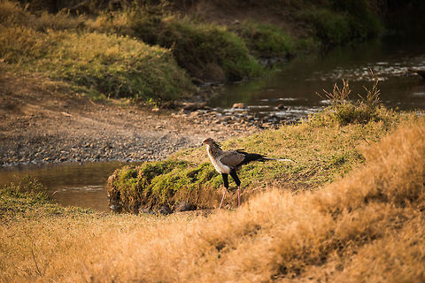 Secretary "Terror" bird in Ngorongoro crater, Tanzania When I first saw a Secretary Bird in a local zoo, I just thought it was an unusual looking bird. It turns out there is much more to it than its beauty. It's quite a terror bird as well. This large bird feeds on insects, lizards, snakes and small mammals. The are even reports of these birds killing young gazelles, chasing them by foot! 

And it gets weirder. Secretary birds are known to hide at the edge of a fire, killing anything that comes out of the area trying to escape the fire. Their killing methods aren't very subtle either. Small prey is generally stumped to death by its feet, breaking their neck or back, or bashing their head until the prey is numb. Some claim these birds even drop prey to death. Next, most are swallowed whole.

In other words, this is not a secretary to mess with. Africa,Ngorongoro,Ngorongoro Crater,Sagittarius serpentarius,Secretary Bird,Serengeti area,Tanzania