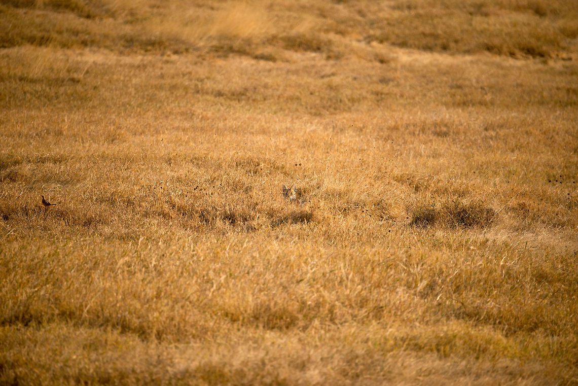Serval ambush in Ngorongoro crater, Tanzania  Africa,Leptailurus serval,Ngorongoro,Ngorongoro Crater,Serengeti area,Serval,Tanzania
