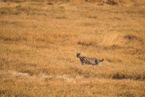 Serval in Ngorongoro crater, Tanzania Our time was up. The Ngorongoro crater has a strict timeline for visitors. Coming back late means paying again and paying a hefty fine. As we were driving back to the entrance, nature surprised us with this awesome spotting of a Serval sneaking around the tall grass of the crater. It has been the only Serval we saw during our entire trip in Tanzania. Africa,Leptailurus serval,Ngorongoro,Ngorongoro Crater,Serengeti area,Serval,Tanzania