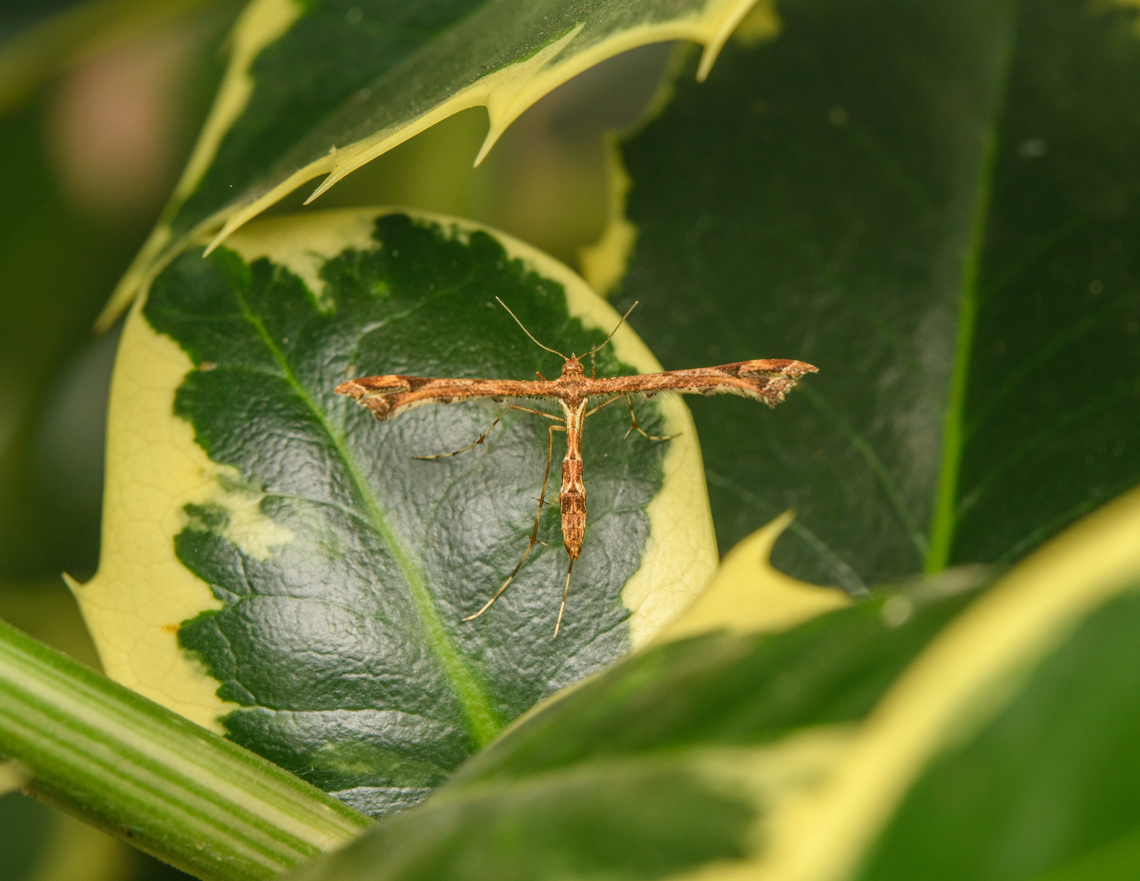 Beautiful Plume Moth, Heesch, Netherlands Just before the closing of Moth Week 2022, hereby my SINGLE contribution :) Amblyptilia acanthadactyla,Beautiful Plume Moth,Europe,Heesch,National Moth Week 2022,Netherlands,World,moth week 2022,the Netherlands