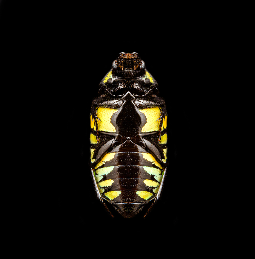 Euchroea Urania - underside Specimen, from the colorful genus of  Scarab beetles (Euchroea) that are endemic to Madagascar. This one was very difficult to illuminate as you need a lot of light to show some details on the largely black body whilst this simultaneously overblows the colorful highlights.<br />
<figure class="photo"><a href="https://www.jungledragon.com/image/139104/euchroea_urania_-_top.html" title="Euchroea Urania - top"><img src="https://s3.amazonaws.com/media.jungledragon.com/images/2/139104_thumb.jpg?AWSAccessKeyId=05GMT0V3GWVNE7GGM1R2&Expires=1767225610&Signature=s7I1D5ncTGlBge93R%2FNMAn5lOrM%3D" width="200" height="196" alt="Euchroea Urania - top Specimen, from the colorful genus of  Scarab beetles (Euchroea) that are endemic to Madagascar. This one was very difficult to illuminate as you need a lot of light to show some details on the largely black body whilst this simultaneously overblows the colorful highlights.<br />
https://www.jungledragon.com/image/139103/euchroea_urania_-_underside.html<br />
https://www.jungledragon.com/image/139105/euchroea_urania_-_side_view.html<br />
https://www.jungledragon.com/image/139106/euchroea_urania_-_frontal.html<br />
https://www.jungledragon.com/image/139107/euchroea_urania_-_head_stack.html<br />
https://www.jungledragon.com/image/139109/euchroea_urania_-_side_view_stack.html Euchroea Urania,Europe,Heesch,Netherlands,World,the Netherlands" /></a></figure><br />
<figure class="photo"><a href="https://www.jungledragon.com/image/139105/euchroea_urania_-_side_view.html" title="Euchroea Urania - side view"><img src="https://s3.amazonaws.com/media.jungledragon.com/images/2/139105_thumb.jpg?AWSAccessKeyId=05GMT0V3GWVNE7GGM1R2&Expires=1767225610&Signature=ZKepe%2F%2BjndbBu9hDhSMxl04DRAU%3D" width="200" height="134" alt="Euchroea Urania - side view Specimen, from the colorful genus of  Scarab beetles (Euchroea) that are endemic to Madagascar. This one was very difficult to illuminate as you need a lot of light to show some details on the largely black body whilst this simultaneously overblows the colorful highlights.<br />
https://www.jungledragon.com/image/139104/euchroea_urania_-_top.html<br />
https://www.jungledragon.com/image/139103/euchroea_urania_-_underside.html<br />
https://www.jungledragon.com/image/139106/euchroea_urania_-_frontal.html<br />
https://www.jungledragon.com/image/139107/euchroea_urania_-_head_stack.html<br />
https://www.jungledragon.com/image/139109/euchroea_urania_-_side_view_stack.html Euchroea Urania,Europe,Heesch,Netherlands,World,the Netherlands" /></a></figure><br />
<figure class="photo"><a href="https://www.jungledragon.com/image/139106/euchroea_urania_-_frontal.html" title="Euchroea Urania - frontal"><img src="https://s3.amazonaws.com/media.jungledragon.com/images/2/139106_thumb.jpg?AWSAccessKeyId=05GMT0V3GWVNE7GGM1R2&Expires=1767225610&Signature=wC%2BAQnrrGGncl2qK98dYtIRDVbo%3D" width="148" height="152" alt="Euchroea Urania - frontal Specimen, from the colorful genus of  Scarab beetles (Euchroea) that are endemic to Madagascar. This one was very difficult to illuminate as you need a lot of light to show some details on the largely black body whilst this simultaneously overblows the colorful highlights.<br />
https://www.jungledragon.com/image/139104/euchroea_urania_-_top.html<br />
https://www.jungledragon.com/image/139103/euchroea_urania_-_underside.html<br />
https://www.jungledragon.com/image/139105/euchroea_urania_-_side_view.html<br />
https://www.jungledragon.com/image/139107/euchroea_urania_-_head_stack.html<br />
https://www.jungledragon.com/image/139109/euchroea_urania_-_side_view_stack.html Euchroea Urania,Europe,Heesch,Netherlands,World,the Netherlands" /></a></figure><br />
<figure class="photo"><a href="https://www.jungledragon.com/image/139107/euchroea_urania_-_head_stack.html" title="Euchroea Urania - head (stack)"><img src="https://s3.amazonaws.com/media.jungledragon.com/images/2/139107_thumb.jpg?AWSAccessKeyId=05GMT0V3GWVNE7GGM1R2&Expires=1767225610&Signature=KtDBoIdCzuf9VdYU4TMsszl44Ac%3D" width="148" height="152" alt="Euchroea Urania - head (stack) Specimen, from the colorful genus of  Scarab beetles (Euchroea) that are endemic to Madagascar. This one was very difficult to illuminate as you need a lot of light to show some details on the largely black body whilst this simultaneously overblows the colorful highlights.<br />
https://www.jungledragon.com/image/139104/euchroea_urania_-_top.html<br />
https://www.jungledragon.com/image/139103/euchroea_urania_-_underside.html<br />
https://www.jungledragon.com/image/139105/euchroea_urania_-_side_view.html<br />
https://www.jungledragon.com/image/139106/euchroea_urania_-_frontal.html<br />
https://www.jungledragon.com/image/139109/euchroea_urania_-_side_view_stack.html Euchroea Urania,Extreme Macro Portraits" /></a></figure><br />
<figure class="photo"><a href="https://www.jungledragon.com/image/139109/euchroea_urania_-_side_view_stack.html" title="Euchroea Urania - side view (stack)"><img src="https://s3.amazonaws.com/media.jungledragon.com/images/2/139109_thumb.jpg?AWSAccessKeyId=05GMT0V3GWVNE7GGM1R2&Expires=1767225610&Signature=eNBcGP1s4WJJOW8chs4Fxpc1pPY%3D" width="200" height="144" alt="Euchroea Urania - side view (stack) https://www.youtube.com/watch?v=wGCi9Lf1bkc<br />
Specimen, from the colorful genus of  Scarab beetles (Euchroea) that are endemic to Madagascar. This one was very difficult to illuminate as you need a lot of light to show some details on the largely black body whilst this simultaneously overblows the colorful highlights.<br />
https://www.jungledragon.com/image/139104/euchroea_urania_-_top.html<br />
https://www.jungledragon.com/image/139103/euchroea_urania_-_underside.html<br />
https://www.jungledragon.com/image/139105/euchroea_urania_-_side_view.html<br />
https://www.jungledragon.com/image/139106/euchroea_urania_-_frontal.html<br />
https://www.jungledragon.com/image/139107/euchroea_urania_-_head_stack.html Euchroea Urania,Extreme Macro" /></a></figure> Euchroea Urania,Europe,Heesch,Netherlands,World,the Netherlands