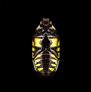 Euchroea Urania - underside Specimen, from the colorful genus of  Scarab beetles (Euchroea) that are endemic to Madagascar. This one was very difficult to illuminate as you need a lot of light to show some details on the largely black body whilst this simultaneously overblows the colorful highlights.
https://www.jungledragon.com/image/139104/euchroea_urania_-_top.html
https://www.jungledragon.com/image/139105/euchroea_urania_-_side_view.html
https://www.jungledragon.com/image/139106/euchroea_urania_-_frontal.html
https://www.jungledragon.com/image/139107/euchroea_urania_-_head_stack.html
https://www.jungledragon.com/image/139109/euchroea_urania_-_side_view_stack.html Euchroea Urania,Europe,Heesch,Netherlands,World,the Netherlands