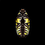 Euchroea Urania - underside Specimen, from the colorful genus of  Scarab beetles (Euchroea) that are endemic to Madagascar. This one was very difficult to illuminate as you need a lot of light to show some details on the largely black body whilst this simultaneously overblows the colorful highlights.<br />
https://www.jungledragon.com/image/139104/euchroea_urania_-_top.html<br />
https://www.jungledragon.com/image/139105/euchroea_urania_-_side_view.html<br />
https://www.jungledragon.com/image/139106/euchroea_urania_-_frontal.html<br />
https://www.jungledragon.com/image/139107/euchroea_urania_-_head_stack.html<br />
https://www.jungledragon.com/image/139109/euchroea_urania_-_side_view_stack.html Euchroea Urania,Europe,Heesch,Netherlands,World,the Netherlands