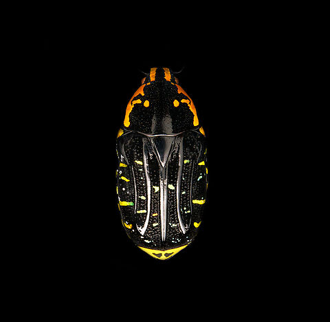 Euchroea Urania - top Specimen, from the colorful genus of  Scarab beetles (Euchroea) that are endemic to Madagascar. This one was very difficult to illuminate as you need a lot of light to show some details on the largely black body whilst this simultaneously overblows the colorful highlights.
https://www.jungledragon.com/image/139103/euchroea_urania_-_underside.html
https://www.jungledragon.com/image/139105/euchroea_urania_-_side_view.html
https://www.jungledragon.com/image/139106/euchroea_urania_-_frontal.html
https://www.jungledragon.com/image/139107/euchroea_urania_-_head_stack.html
https://www.jungledragon.com/image/139109/euchroea_urania_-_side_view_stack.html Euchroea Urania,Europe,Heesch,Netherlands,World,the Netherlands