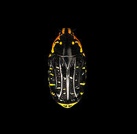 Euchroea Urania - top Specimen, from the colorful genus of Scarab beetles (Euchroea) that are endemic to Madagascar. This one was very difficult to illuminate as you need a lot of light to show some details on the largely black body whilst this simultaneously overblows the colorful highlights.<br />
https://www.jungledragon.com/image/139103/euchroea_urania_-_underside.html<br />
https://www.jungledragon.com/image/139105/euchroea_urania_-_side_view.html<br />
https://www.jungledragon.com/image/139106/euchroea_urania_-_frontal.html<br />
https://www.jungledragon.com/image/139107/euchroea_urania_-_head_stack.html<br />
https://www.jungledragon.com/image/139109/euchroea_urania_-_side_view_stack.html Euchroea Urania,Europe,Heesch,Netherlands,World,the Netherlands