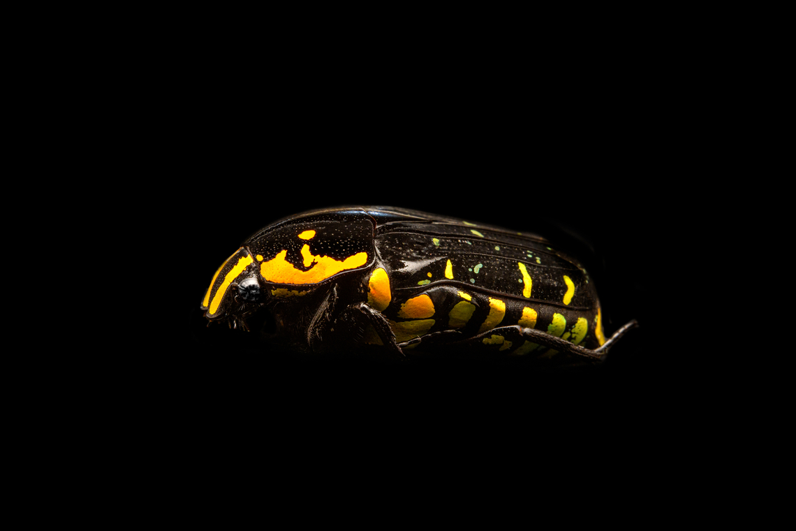 Euchroea Urania - side view Specimen, from the colorful genus of  Scarab beetles (Euchroea) that are endemic to Madagascar. This one was very difficult to illuminate as you need a lot of light to show some details on the largely black body whilst this simultaneously overblows the colorful highlights.<br />
<figure class="photo"><a href="https://www.jungledragon.com/image/139104/euchroea_urania_-_top.html" title="Euchroea Urania - top"><img src="https://s3.amazonaws.com/media.jungledragon.com/images/2/139104_thumb.jpg?AWSAccessKeyId=05GMT0V3GWVNE7GGM1R2&Expires=1759968010&Signature=5APMjvUTUbk651pqJr0UhpwJZwI%3D" width="200" height="196" alt="Euchroea Urania - top Specimen, from the colorful genus of  Scarab beetles (Euchroea) that are endemic to Madagascar. This one was very difficult to illuminate as you need a lot of light to show some details on the largely black body whilst this simultaneously overblows the colorful highlights.<br />
https://www.jungledragon.com/image/139103/euchroea_urania_-_underside.html<br />
https://www.jungledragon.com/image/139105/euchroea_urania_-_side_view.html<br />
https://www.jungledragon.com/image/139106/euchroea_urania_-_frontal.html<br />
https://www.jungledragon.com/image/139107/euchroea_urania_-_head_stack.html<br />
https://www.jungledragon.com/image/139109/euchroea_urania_-_side_view_stack.html Euchroea Urania,Europe,Heesch,Netherlands,World,the Netherlands" /></a></figure><br />
<figure class="photo"><a href="https://www.jungledragon.com/image/139103/euchroea_urania_-_underside.html" title="Euchroea Urania - underside"><img src="https://s3.amazonaws.com/media.jungledragon.com/images/2/139103_thumb.jpg?AWSAccessKeyId=05GMT0V3GWVNE7GGM1R2&Expires=1759968010&Signature=XLGC%2BC65ipfQdmAMnSoV7DUpvr8%3D" width="150" height="152" alt="Euchroea Urania - underside Specimen, from the colorful genus of  Scarab beetles (Euchroea) that are endemic to Madagascar. This one was very difficult to illuminate as you need a lot of light to show some details on the largely black body whilst this simultaneously overblows the colorful highlights.<br />
https://www.jungledragon.com/image/139104/euchroea_urania_-_top.html<br />
https://www.jungledragon.com/image/139105/euchroea_urania_-_side_view.html<br />
https://www.jungledragon.com/image/139106/euchroea_urania_-_frontal.html<br />
https://www.jungledragon.com/image/139107/euchroea_urania_-_head_stack.html<br />
https://www.jungledragon.com/image/139109/euchroea_urania_-_side_view_stack.html Euchroea Urania,Europe,Heesch,Netherlands,World,the Netherlands" /></a></figure><br />
<figure class="photo"><a href="https://www.jungledragon.com/image/139106/euchroea_urania_-_frontal.html" title="Euchroea Urania - frontal"><img src="https://s3.amazonaws.com/media.jungledragon.com/images/2/139106_thumb.jpg?AWSAccessKeyId=05GMT0V3GWVNE7GGM1R2&Expires=1759968010&Signature=GeqTyrSTAcRNw%2BTaAgcWav6XxKQ%3D" width="148" height="152" alt="Euchroea Urania - frontal Specimen, from the colorful genus of  Scarab beetles (Euchroea) that are endemic to Madagascar. This one was very difficult to illuminate as you need a lot of light to show some details on the largely black body whilst this simultaneously overblows the colorful highlights.<br />
https://www.jungledragon.com/image/139104/euchroea_urania_-_top.html<br />
https://www.jungledragon.com/image/139103/euchroea_urania_-_underside.html<br />
https://www.jungledragon.com/image/139105/euchroea_urania_-_side_view.html<br />
https://www.jungledragon.com/image/139107/euchroea_urania_-_head_stack.html<br />
https://www.jungledragon.com/image/139109/euchroea_urania_-_side_view_stack.html Euchroea Urania,Europe,Heesch,Netherlands,World,the Netherlands" /></a></figure><br />
<figure class="photo"><a href="https://www.jungledragon.com/image/139107/euchroea_urania_-_head_stack.html" title="Euchroea Urania - head (stack)"><img src="https://s3.amazonaws.com/media.jungledragon.com/images/2/139107_thumb.jpg?AWSAccessKeyId=05GMT0V3GWVNE7GGM1R2&Expires=1759968010&Signature=y2X%2B%2FW%2BPtSyeEb6dubR%2Ff2OyRPE%3D" width="148" height="152" alt="Euchroea Urania - head (stack) Specimen, from the colorful genus of  Scarab beetles (Euchroea) that are endemic to Madagascar. This one was very difficult to illuminate as you need a lot of light to show some details on the largely black body whilst this simultaneously overblows the colorful highlights.<br />
https://www.jungledragon.com/image/139104/euchroea_urania_-_top.html<br />
https://www.jungledragon.com/image/139103/euchroea_urania_-_underside.html<br />
https://www.jungledragon.com/image/139105/euchroea_urania_-_side_view.html<br />
https://www.jungledragon.com/image/139106/euchroea_urania_-_frontal.html<br />
https://www.jungledragon.com/image/139109/euchroea_urania_-_side_view_stack.html Euchroea Urania,Extreme Macro Portraits" /></a></figure><br />
<figure class="photo"><a href="https://www.jungledragon.com/image/139109/euchroea_urania_-_side_view_stack.html" title="Euchroea Urania - side view (stack)"><img src="https://s3.amazonaws.com/media.jungledragon.com/images/2/139109_thumb.jpg?AWSAccessKeyId=05GMT0V3GWVNE7GGM1R2&Expires=1759968010&Signature=amaQ57RZSbs84E7N%2FxSGHexU98g%3D" width="200" height="144" alt="Euchroea Urania - side view (stack) https://www.youtube.com/watch?v=wGCi9Lf1bkc<br />
Specimen, from the colorful genus of  Scarab beetles (Euchroea) that are endemic to Madagascar. This one was very difficult to illuminate as you need a lot of light to show some details on the largely black body whilst this simultaneously overblows the colorful highlights.<br />
https://www.jungledragon.com/image/139104/euchroea_urania_-_top.html<br />
https://www.jungledragon.com/image/139103/euchroea_urania_-_underside.html<br />
https://www.jungledragon.com/image/139105/euchroea_urania_-_side_view.html<br />
https://www.jungledragon.com/image/139106/euchroea_urania_-_frontal.html<br />
https://www.jungledragon.com/image/139107/euchroea_urania_-_head_stack.html Euchroea Urania,Extreme Macro" /></a></figure> Euchroea Urania,Europe,Heesch,Netherlands,World,the Netherlands