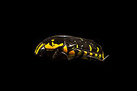 Euchroea Urania - side view Specimen, from the colorful genus of  Scarab beetles (Euchroea) that are endemic to Madagascar. This one was very difficult to illuminate as you need a lot of light to show some details on the largely black body whilst this simultaneously overblows the colorful highlights.<br />
https://www.jungledragon.com/image/139104/euchroea_urania_-_top.html<br />
https://www.jungledragon.com/image/139103/euchroea_urania_-_underside.html<br />
https://www.jungledragon.com/image/139106/euchroea_urania_-_frontal.html<br />
https://www.jungledragon.com/image/139107/euchroea_urania_-_head_stack.html<br />
https://www.jungledragon.com/image/139109/euchroea_urania_-_side_view_stack.html Euchroea Urania,Europe,Heesch,Netherlands,World,the Netherlands