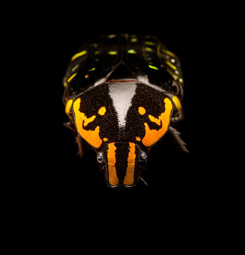 Euchroea Urania - frontal Specimen, from the colorful genus of  Scarab beetles (Euchroea) that are endemic to Madagascar. This one was very difficult to illuminate as you need a lot of light to show some details on the largely black body whilst this simultaneously overblows the colorful highlights.<br />
<figure class="photo"><a href="https://www.jungledragon.com/image/139104/euchroea_urania_-_top.html" title="Euchroea Urania - top"><img src="https://s3.amazonaws.com/media.jungledragon.com/images/2/139104_thumb.jpg?AWSAccessKeyId=05GMT0V3GWVNE7GGM1R2&Expires=1767225610&Signature=s7I1D5ncTGlBge93R%2FNMAn5lOrM%3D" width="200" height="196" alt="Euchroea Urania - top Specimen, from the colorful genus of  Scarab beetles (Euchroea) that are endemic to Madagascar. This one was very difficult to illuminate as you need a lot of light to show some details on the largely black body whilst this simultaneously overblows the colorful highlights.<br />
https://www.jungledragon.com/image/139103/euchroea_urania_-_underside.html<br />
https://www.jungledragon.com/image/139105/euchroea_urania_-_side_view.html<br />
https://www.jungledragon.com/image/139106/euchroea_urania_-_frontal.html<br />
https://www.jungledragon.com/image/139107/euchroea_urania_-_head_stack.html<br />
https://www.jungledragon.com/image/139109/euchroea_urania_-_side_view_stack.html Euchroea Urania,Europe,Heesch,Netherlands,World,the Netherlands" /></a></figure><br />
<figure class="photo"><a href="https://www.jungledragon.com/image/139103/euchroea_urania_-_underside.html" title="Euchroea Urania - underside"><img src="https://s3.amazonaws.com/media.jungledragon.com/images/2/139103_thumb.jpg?AWSAccessKeyId=05GMT0V3GWVNE7GGM1R2&Expires=1767225610&Signature=Nbsy6hTui3RiWFz0Rfm4ZjCkMCQ%3D" width="150" height="152" alt="Euchroea Urania - underside Specimen, from the colorful genus of  Scarab beetles (Euchroea) that are endemic to Madagascar. This one was very difficult to illuminate as you need a lot of light to show some details on the largely black body whilst this simultaneously overblows the colorful highlights.<br />
https://www.jungledragon.com/image/139104/euchroea_urania_-_top.html<br />
https://www.jungledragon.com/image/139105/euchroea_urania_-_side_view.html<br />
https://www.jungledragon.com/image/139106/euchroea_urania_-_frontal.html<br />
https://www.jungledragon.com/image/139107/euchroea_urania_-_head_stack.html<br />
https://www.jungledragon.com/image/139109/euchroea_urania_-_side_view_stack.html Euchroea Urania,Europe,Heesch,Netherlands,World,the Netherlands" /></a></figure><br />
<figure class="photo"><a href="https://www.jungledragon.com/image/139105/euchroea_urania_-_side_view.html" title="Euchroea Urania - side view"><img src="https://s3.amazonaws.com/media.jungledragon.com/images/2/139105_thumb.jpg?AWSAccessKeyId=05GMT0V3GWVNE7GGM1R2&Expires=1767225610&Signature=ZKepe%2F%2BjndbBu9hDhSMxl04DRAU%3D" width="200" height="134" alt="Euchroea Urania - side view Specimen, from the colorful genus of  Scarab beetles (Euchroea) that are endemic to Madagascar. This one was very difficult to illuminate as you need a lot of light to show some details on the largely black body whilst this simultaneously overblows the colorful highlights.<br />
https://www.jungledragon.com/image/139104/euchroea_urania_-_top.html<br />
https://www.jungledragon.com/image/139103/euchroea_urania_-_underside.html<br />
https://www.jungledragon.com/image/139106/euchroea_urania_-_frontal.html<br />
https://www.jungledragon.com/image/139107/euchroea_urania_-_head_stack.html<br />
https://www.jungledragon.com/image/139109/euchroea_urania_-_side_view_stack.html Euchroea Urania,Europe,Heesch,Netherlands,World,the Netherlands" /></a></figure><br />
<figure class="photo"><a href="https://www.jungledragon.com/image/139107/euchroea_urania_-_head_stack.html" title="Euchroea Urania - head (stack)"><img src="https://s3.amazonaws.com/media.jungledragon.com/images/2/139107_thumb.jpg?AWSAccessKeyId=05GMT0V3GWVNE7GGM1R2&Expires=1767225610&Signature=KtDBoIdCzuf9VdYU4TMsszl44Ac%3D" width="148" height="152" alt="Euchroea Urania - head (stack) Specimen, from the colorful genus of  Scarab beetles (Euchroea) that are endemic to Madagascar. This one was very difficult to illuminate as you need a lot of light to show some details on the largely black body whilst this simultaneously overblows the colorful highlights.<br />
https://www.jungledragon.com/image/139104/euchroea_urania_-_top.html<br />
https://www.jungledragon.com/image/139103/euchroea_urania_-_underside.html<br />
https://www.jungledragon.com/image/139105/euchroea_urania_-_side_view.html<br />
https://www.jungledragon.com/image/139106/euchroea_urania_-_frontal.html<br />
https://www.jungledragon.com/image/139109/euchroea_urania_-_side_view_stack.html Euchroea Urania,Extreme Macro Portraits" /></a></figure><br />
<figure class="photo"><a href="https://www.jungledragon.com/image/139109/euchroea_urania_-_side_view_stack.html" title="Euchroea Urania - side view (stack)"><img src="https://s3.amazonaws.com/media.jungledragon.com/images/2/139109_thumb.jpg?AWSAccessKeyId=05GMT0V3GWVNE7GGM1R2&Expires=1767225610&Signature=eNBcGP1s4WJJOW8chs4Fxpc1pPY%3D" width="200" height="144" alt="Euchroea Urania - side view (stack) https://www.youtube.com/watch?v=wGCi9Lf1bkc<br />
Specimen, from the colorful genus of  Scarab beetles (Euchroea) that are endemic to Madagascar. This one was very difficult to illuminate as you need a lot of light to show some details on the largely black body whilst this simultaneously overblows the colorful highlights.<br />
https://www.jungledragon.com/image/139104/euchroea_urania_-_top.html<br />
https://www.jungledragon.com/image/139103/euchroea_urania_-_underside.html<br />
https://www.jungledragon.com/image/139105/euchroea_urania_-_side_view.html<br />
https://www.jungledragon.com/image/139106/euchroea_urania_-_frontal.html<br />
https://www.jungledragon.com/image/139107/euchroea_urania_-_head_stack.html Euchroea Urania,Extreme Macro" /></a></figure> Euchroea Urania,Europe,Heesch,Netherlands,World,the Netherlands