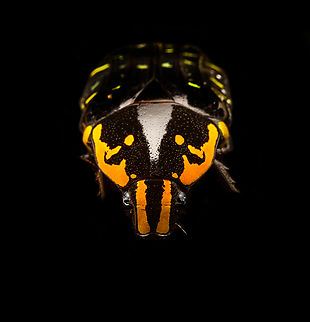 Euchroea Urania - frontal Specimen, from the colorful genus of  Scarab beetles (Euchroea) that are endemic to Madagascar. This one was very difficult to illuminate as you need a lot of light to show some details on the largely black body whilst this simultaneously overblows the colorful highlights.
https://www.jungledragon.com/image/139104/euchroea_urania_-_top.html
https://www.jungledragon.com/image/139103/euchroea_urania_-_underside.html
https://www.jungledragon.com/image/139105/euchroea_urania_-_side_view.html
https://www.jungledragon.com/image/139107/euchroea_urania_-_head_stack.html
https://www.jungledragon.com/image/139109/euchroea_urania_-_side_view_stack.html Euchroea Urania,Europe,Heesch,Netherlands,World,the Netherlands