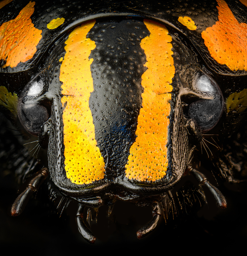 Euchroea Urania - head (stack) Specimen, from the colorful genus of  Scarab beetles (Euchroea) that are endemic to Madagascar. This one was very difficult to illuminate as you need a lot of light to show some details on the largely black body whilst this simultaneously overblows the colorful highlights.<br />
<figure class="photo"><a href="https://www.jungledragon.com/image/139104/euchroea_urania_-_top.html" title="Euchroea Urania - top"><img src="https://s3.amazonaws.com/media.jungledragon.com/images/2/139104_thumb.jpg?AWSAccessKeyId=05GMT0V3GWVNE7GGM1R2&Expires=1759968010&Signature=5APMjvUTUbk651pqJr0UhpwJZwI%3D" width="200" height="196" alt="Euchroea Urania - top Specimen, from the colorful genus of  Scarab beetles (Euchroea) that are endemic to Madagascar. This one was very difficult to illuminate as you need a lot of light to show some details on the largely black body whilst this simultaneously overblows the colorful highlights.<br />
https://www.jungledragon.com/image/139103/euchroea_urania_-_underside.html<br />
https://www.jungledragon.com/image/139105/euchroea_urania_-_side_view.html<br />
https://www.jungledragon.com/image/139106/euchroea_urania_-_frontal.html<br />
https://www.jungledragon.com/image/139107/euchroea_urania_-_head_stack.html<br />
https://www.jungledragon.com/image/139109/euchroea_urania_-_side_view_stack.html Euchroea Urania,Europe,Heesch,Netherlands,World,the Netherlands" /></a></figure><br />
<figure class="photo"><a href="https://www.jungledragon.com/image/139103/euchroea_urania_-_underside.html" title="Euchroea Urania - underside"><img src="https://s3.amazonaws.com/media.jungledragon.com/images/2/139103_thumb.jpg?AWSAccessKeyId=05GMT0V3GWVNE7GGM1R2&Expires=1759968010&Signature=XLGC%2BC65ipfQdmAMnSoV7DUpvr8%3D" width="150" height="152" alt="Euchroea Urania - underside Specimen, from the colorful genus of  Scarab beetles (Euchroea) that are endemic to Madagascar. This one was very difficult to illuminate as you need a lot of light to show some details on the largely black body whilst this simultaneously overblows the colorful highlights.<br />
https://www.jungledragon.com/image/139104/euchroea_urania_-_top.html<br />
https://www.jungledragon.com/image/139105/euchroea_urania_-_side_view.html<br />
https://www.jungledragon.com/image/139106/euchroea_urania_-_frontal.html<br />
https://www.jungledragon.com/image/139107/euchroea_urania_-_head_stack.html<br />
https://www.jungledragon.com/image/139109/euchroea_urania_-_side_view_stack.html Euchroea Urania,Europe,Heesch,Netherlands,World,the Netherlands" /></a></figure><br />
<figure class="photo"><a href="https://www.jungledragon.com/image/139105/euchroea_urania_-_side_view.html" title="Euchroea Urania - side view"><img src="https://s3.amazonaws.com/media.jungledragon.com/images/2/139105_thumb.jpg?AWSAccessKeyId=05GMT0V3GWVNE7GGM1R2&Expires=1759968010&Signature=UKgSsAsTrGuqgCJ4D%2B0E4mxa6Eo%3D" width="200" height="134" alt="Euchroea Urania - side view Specimen, from the colorful genus of  Scarab beetles (Euchroea) that are endemic to Madagascar. This one was very difficult to illuminate as you need a lot of light to show some details on the largely black body whilst this simultaneously overblows the colorful highlights.<br />
https://www.jungledragon.com/image/139104/euchroea_urania_-_top.html<br />
https://www.jungledragon.com/image/139103/euchroea_urania_-_underside.html<br />
https://www.jungledragon.com/image/139106/euchroea_urania_-_frontal.html<br />
https://www.jungledragon.com/image/139107/euchroea_urania_-_head_stack.html<br />
https://www.jungledragon.com/image/139109/euchroea_urania_-_side_view_stack.html Euchroea Urania,Europe,Heesch,Netherlands,World,the Netherlands" /></a></figure><br />
<figure class="photo"><a href="https://www.jungledragon.com/image/139106/euchroea_urania_-_frontal.html" title="Euchroea Urania - frontal"><img src="https://s3.amazonaws.com/media.jungledragon.com/images/2/139106_thumb.jpg?AWSAccessKeyId=05GMT0V3GWVNE7GGM1R2&Expires=1759968010&Signature=GeqTyrSTAcRNw%2BTaAgcWav6XxKQ%3D" width="148" height="152" alt="Euchroea Urania - frontal Specimen, from the colorful genus of  Scarab beetles (Euchroea) that are endemic to Madagascar. This one was very difficult to illuminate as you need a lot of light to show some details on the largely black body whilst this simultaneously overblows the colorful highlights.<br />
https://www.jungledragon.com/image/139104/euchroea_urania_-_top.html<br />
https://www.jungledragon.com/image/139103/euchroea_urania_-_underside.html<br />
https://www.jungledragon.com/image/139105/euchroea_urania_-_side_view.html<br />
https://www.jungledragon.com/image/139107/euchroea_urania_-_head_stack.html<br />
https://www.jungledragon.com/image/139109/euchroea_urania_-_side_view_stack.html Euchroea Urania,Europe,Heesch,Netherlands,World,the Netherlands" /></a></figure><br />
<figure class="photo"><a href="https://www.jungledragon.com/image/139109/euchroea_urania_-_side_view_stack.html" title="Euchroea Urania - side view (stack)"><img src="https://s3.amazonaws.com/media.jungledragon.com/images/2/139109_thumb.jpg?AWSAccessKeyId=05GMT0V3GWVNE7GGM1R2&Expires=1759968010&Signature=amaQ57RZSbs84E7N%2FxSGHexU98g%3D" width="200" height="144" alt="Euchroea Urania - side view (stack) https://www.youtube.com/watch?v=wGCi9Lf1bkc<br />
Specimen, from the colorful genus of  Scarab beetles (Euchroea) that are endemic to Madagascar. This one was very difficult to illuminate as you need a lot of light to show some details on the largely black body whilst this simultaneously overblows the colorful highlights.<br />
https://www.jungledragon.com/image/139104/euchroea_urania_-_top.html<br />
https://www.jungledragon.com/image/139103/euchroea_urania_-_underside.html<br />
https://www.jungledragon.com/image/139105/euchroea_urania_-_side_view.html<br />
https://www.jungledragon.com/image/139106/euchroea_urania_-_frontal.html<br />
https://www.jungledragon.com/image/139107/euchroea_urania_-_head_stack.html Euchroea Urania,Extreme Macro" /></a></figure> Euchroea Urania,Extreme Macro Portraits