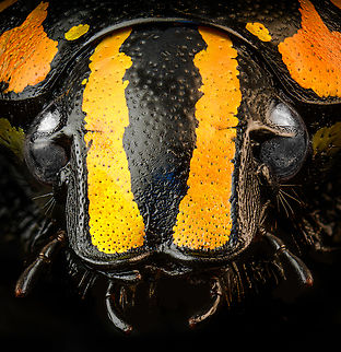 Euchroea Urania - head (stack) Specimen, from the colorful genus of  Scarab beetles (Euchroea) that are endemic to Madagascar. This one was very difficult to illuminate as you need a lot of light to show some details on the largely black body whilst this simultaneously overblows the colorful highlights.
https://www.jungledragon.com/image/139104/euchroea_urania_-_top.html
https://www.jungledragon.com/image/139103/euchroea_urania_-_underside.html
https://www.jungledragon.com/image/139105/euchroea_urania_-_side_view.html
https://www.jungledragon.com/image/139106/euchroea_urania_-_frontal.html
https://www.jungledragon.com/image/139109/euchroea_urania_-_side_view_stack.html Euchroea Urania,Extreme Macro Portraits